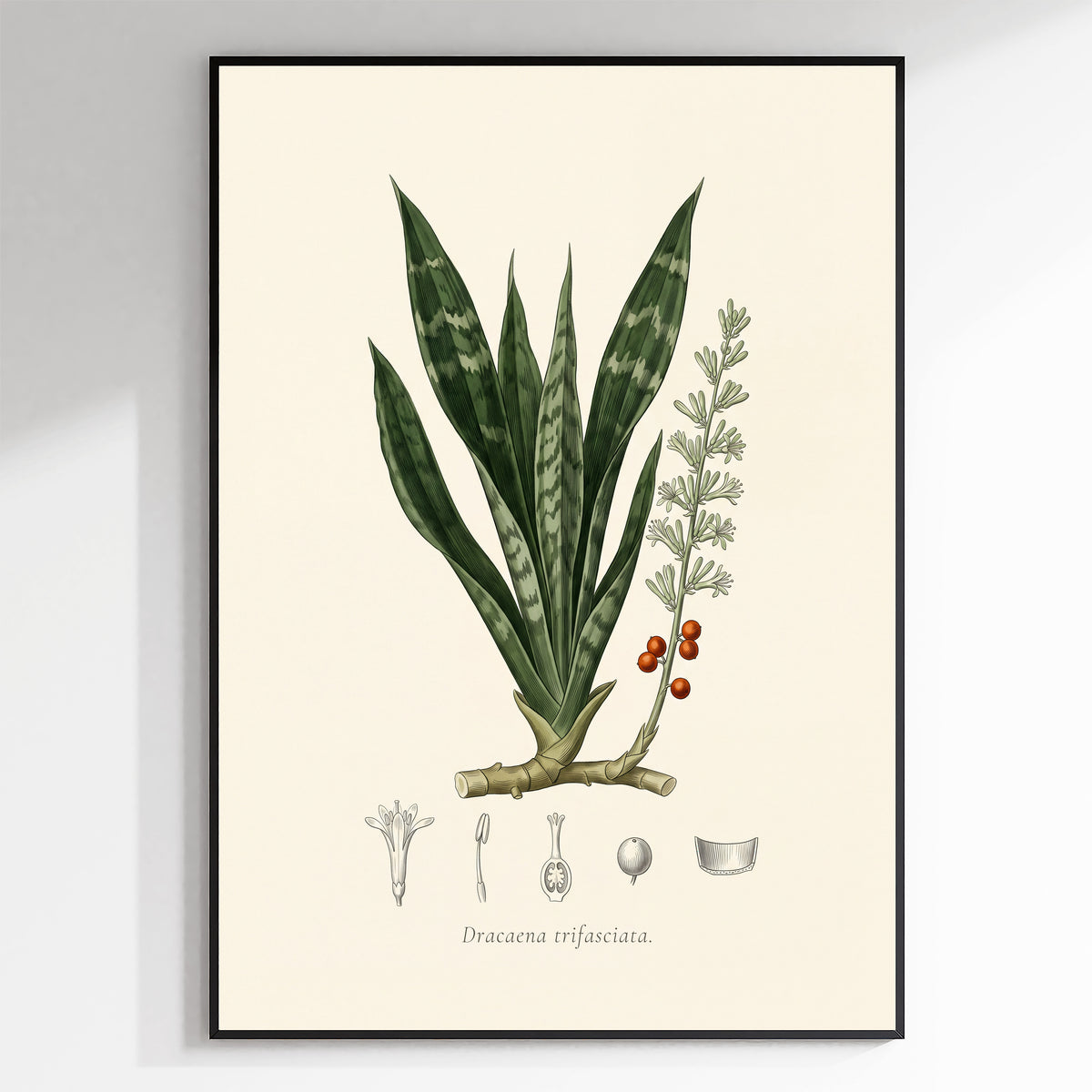 Snake plant botanical plate, antique engraving style, Dracaena trifasciata - detail