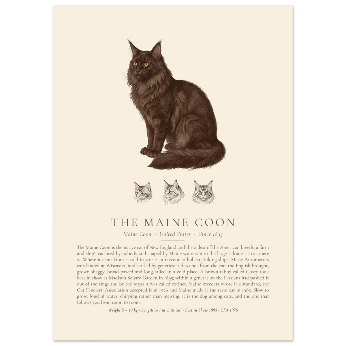 Black Maine Coon breed plate with three ink head studies, The Kennel Book