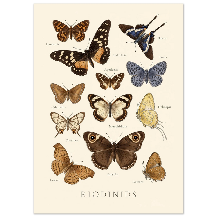 Riodinids — Butterfly Chart poster