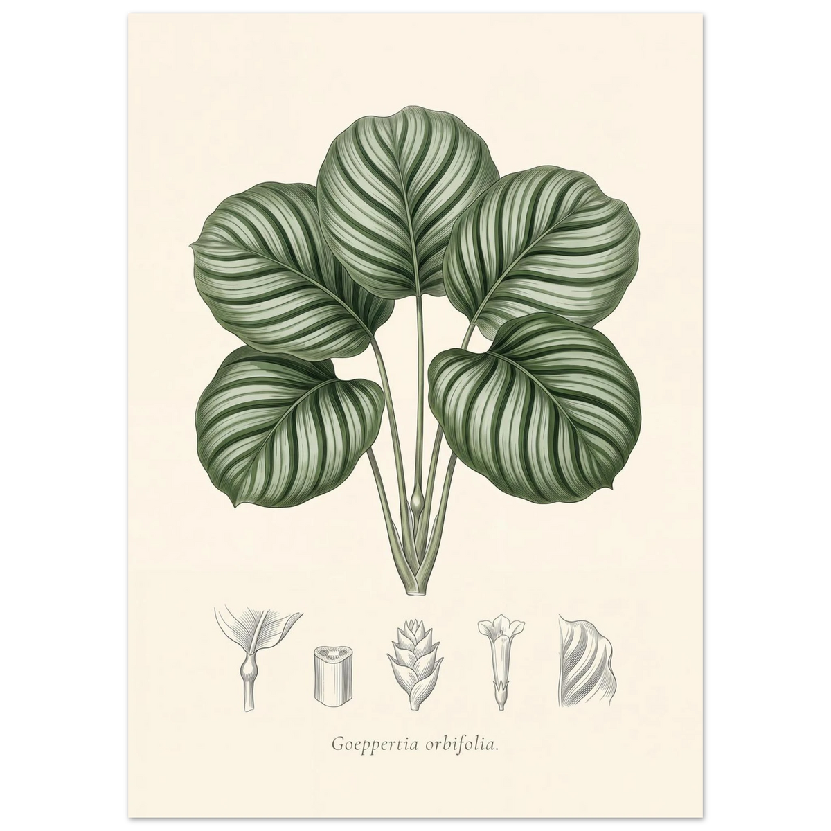 Calathea orbifolia botanical plate, antique engraving style, Goeppertia orbifolia