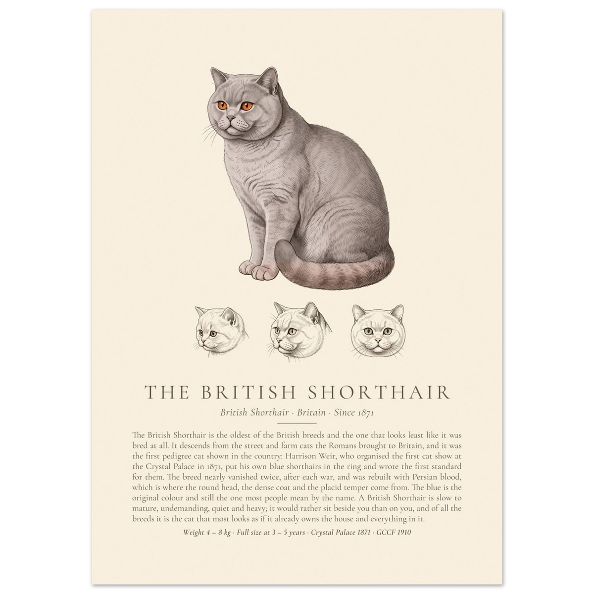 Lilac British Shorthair breed plate with three ink head studies, The Kennel Book