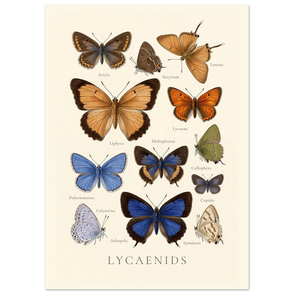 Lycaenidae — Butterfly Chart