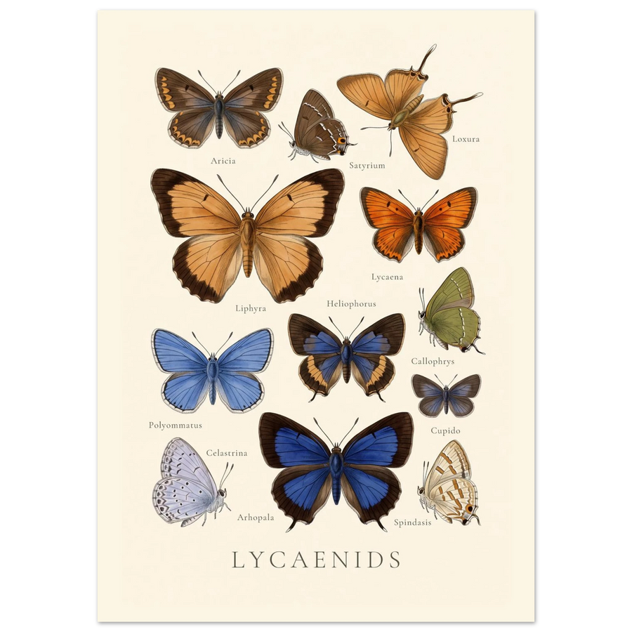 Lycaenidae — Butterfly Chart poster