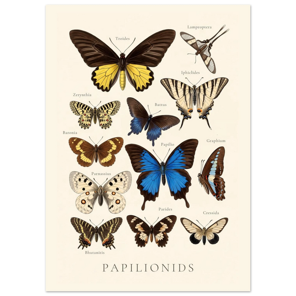 Papilionids — Butterfly Chart