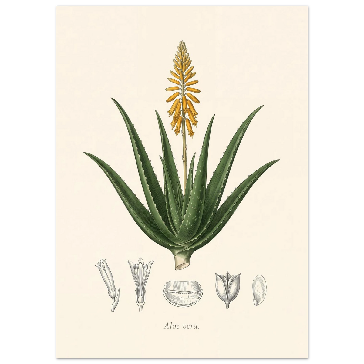 Aloe vera botanical plate, antique engraving style, Aloe vera