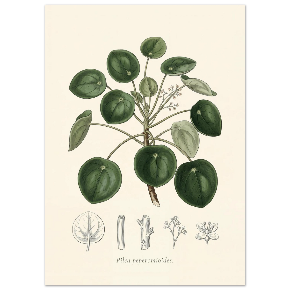 Chinese money plant botanical plate, antique engraving style, Pilea peperomioides