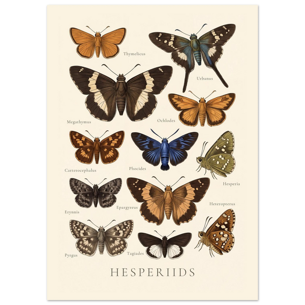 Hesperiids — Butterfly Chart