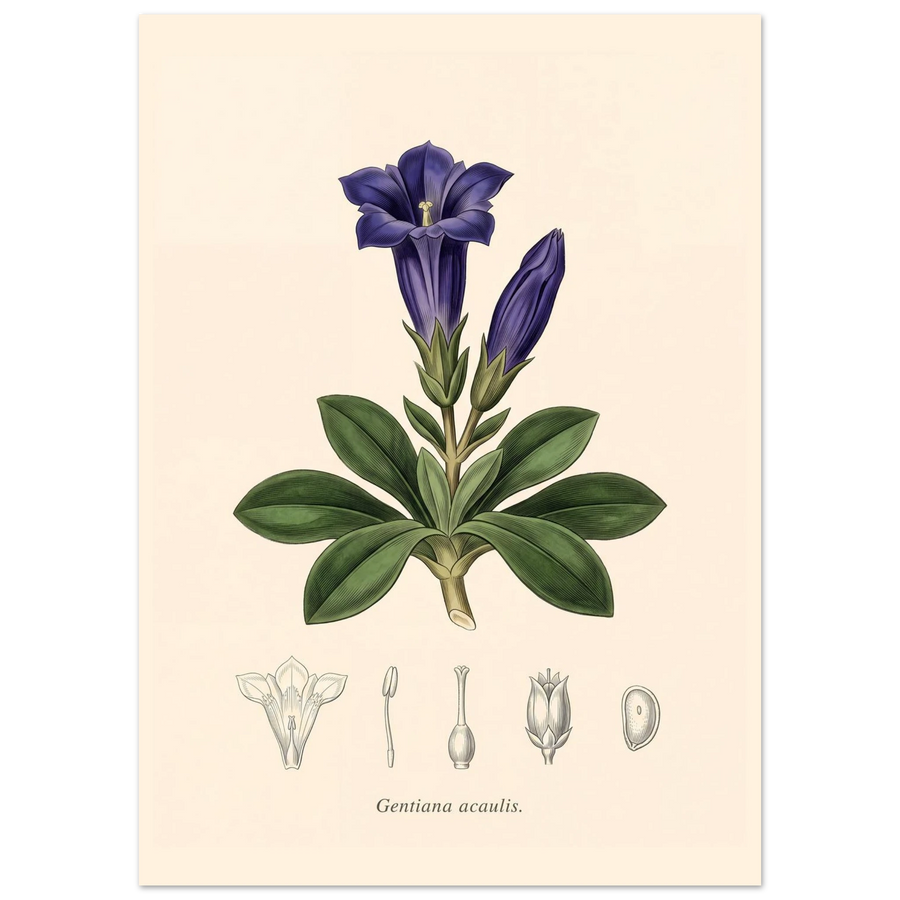 Gentiana Acaulis alpine gentian antique botanical plate poster