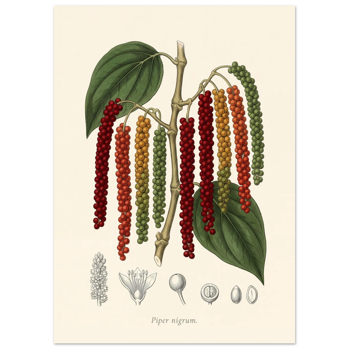 Piper Nigrum black pepper antique botanical plate poster