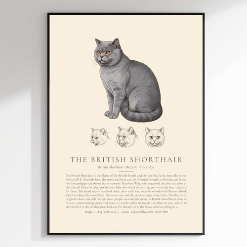 Blue British Shorthair Plate - The Kennel Book