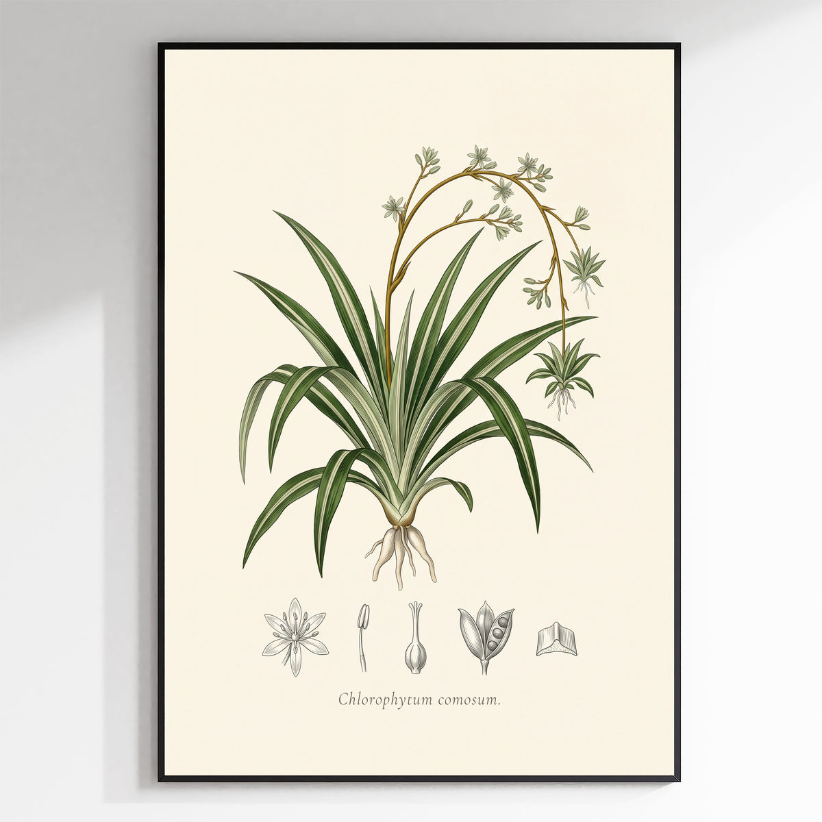 Spider plant botanical plate, antique engraving style, Chlorophytum comosum - framed view