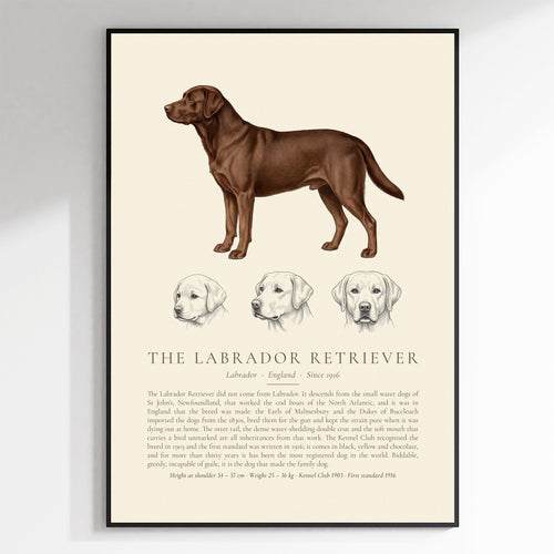 Chocolate Labrador Retriever Plate - The Kennel Book