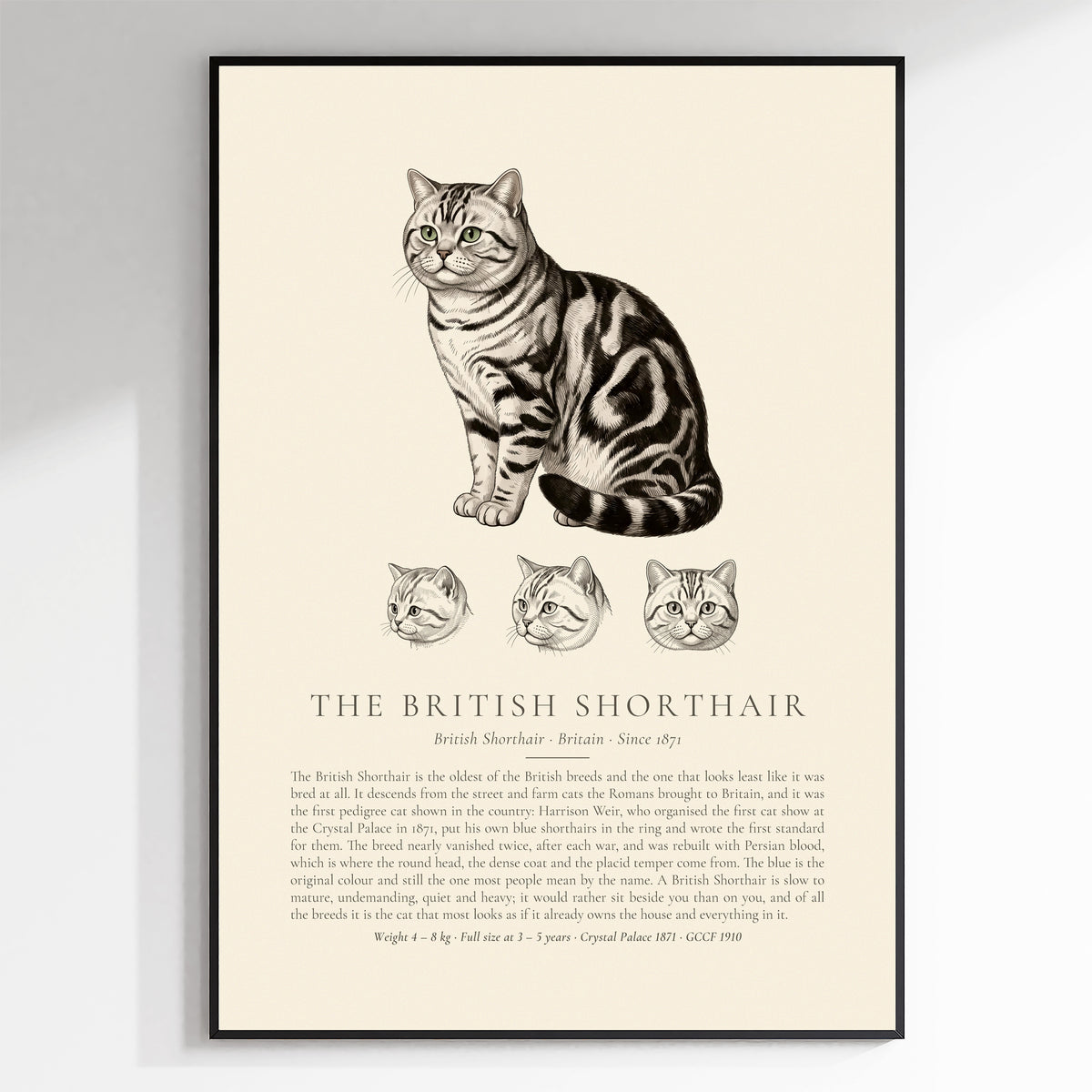 Silver Tabby British Shorthair Plate - The Kennel Book