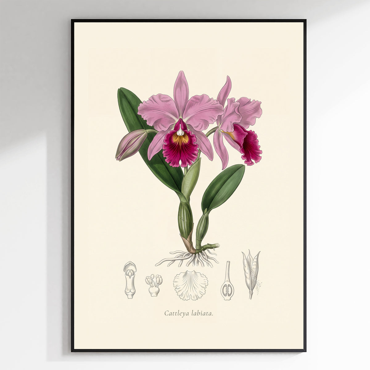 Cattleya Labiata - Cattleya Orchid, Botanical Plate
