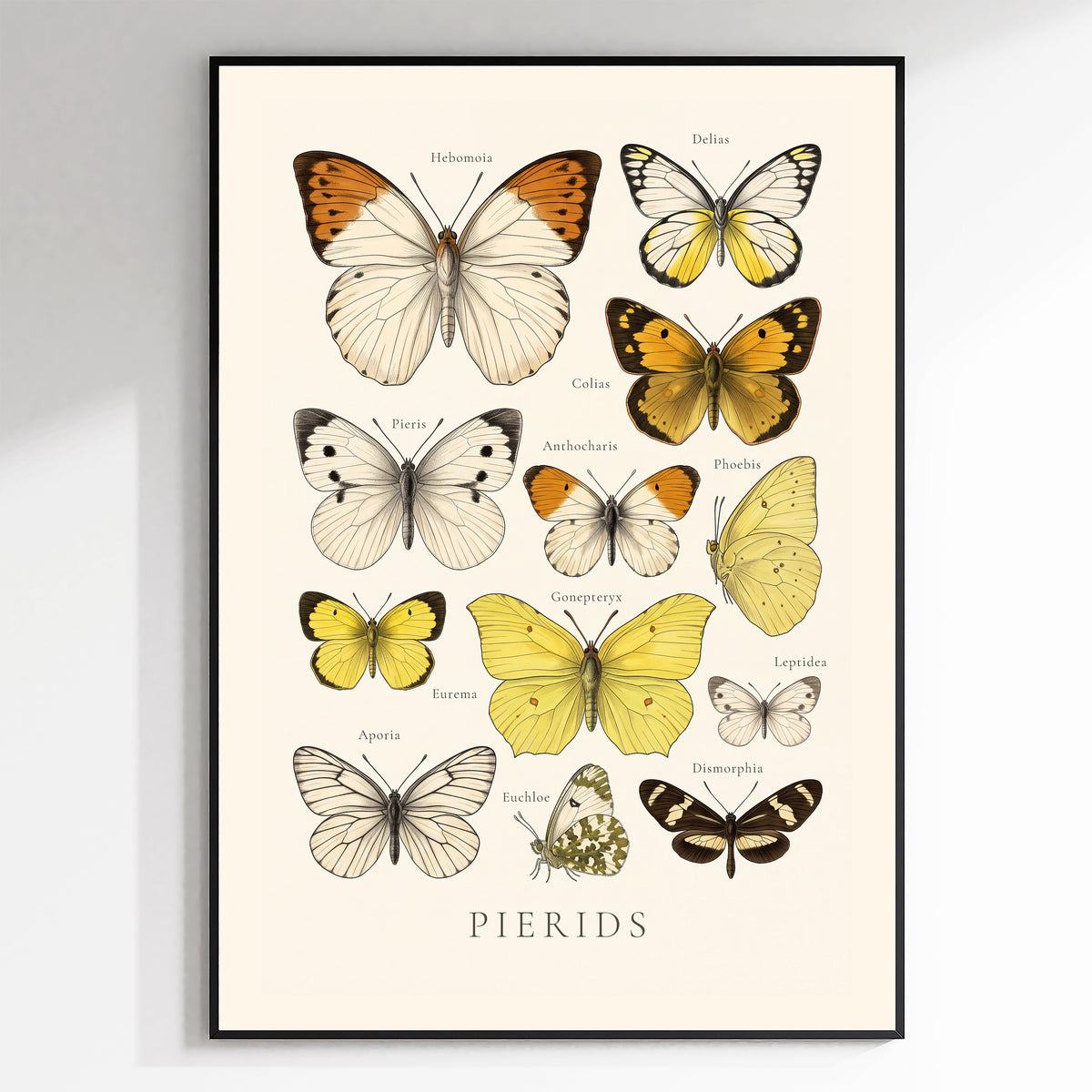 Pierids — Butterfly Chart poster