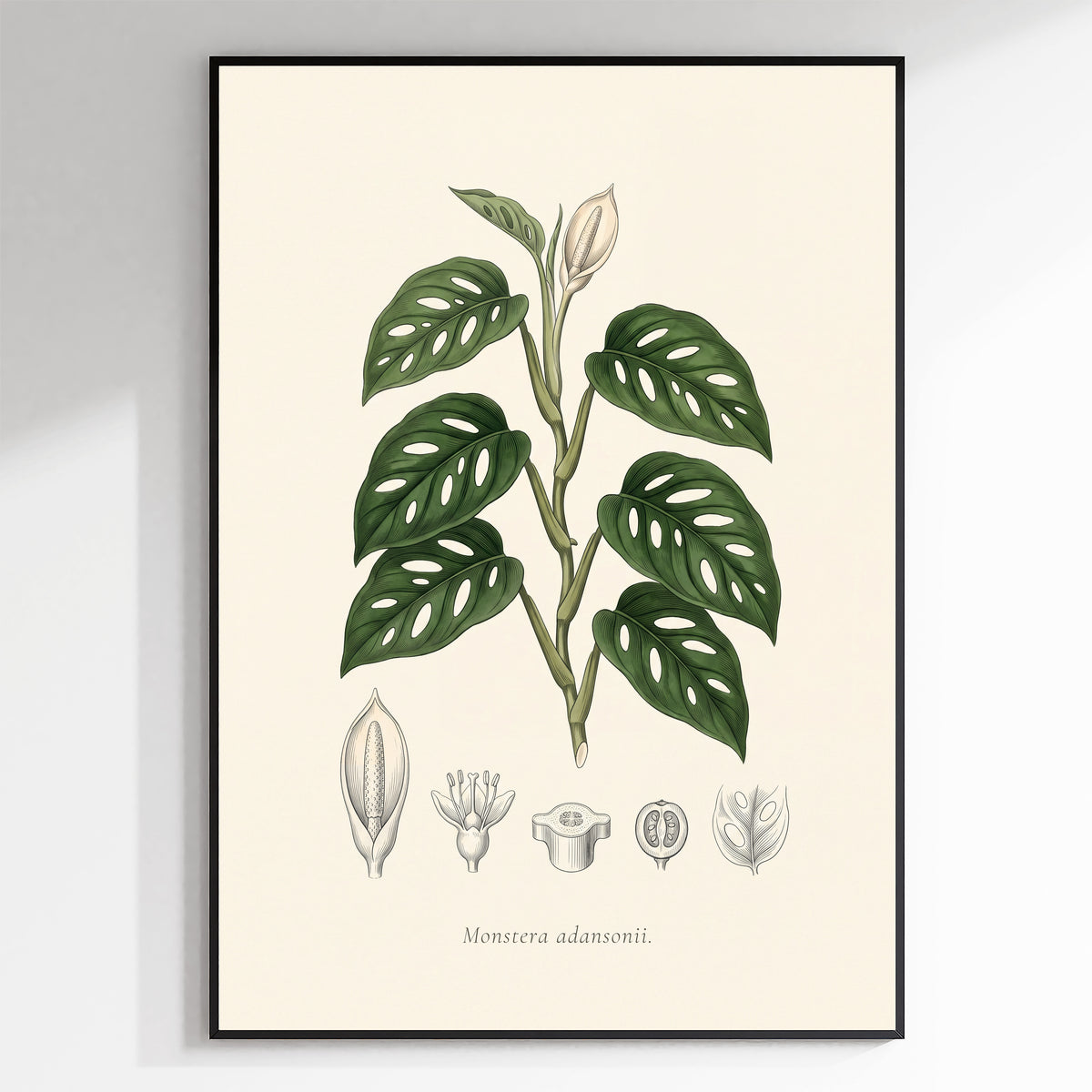 Swiss Cheese Vine Botanical Plate - Monstera adansonii