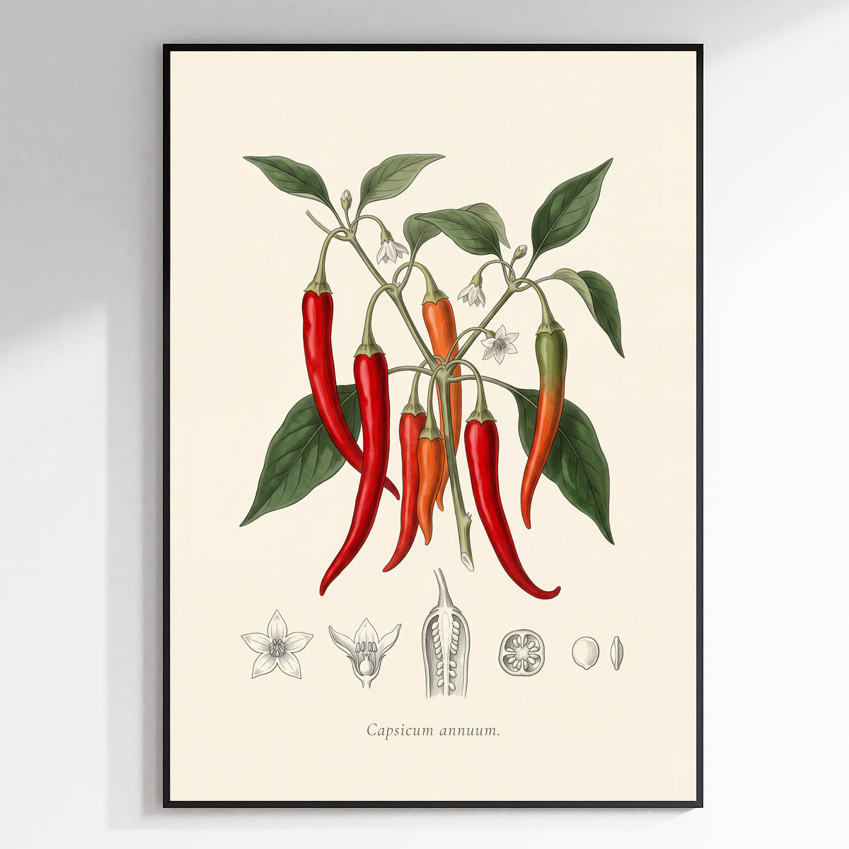 Capsicum Annuum - Chilli Pepper, Botanical Plate