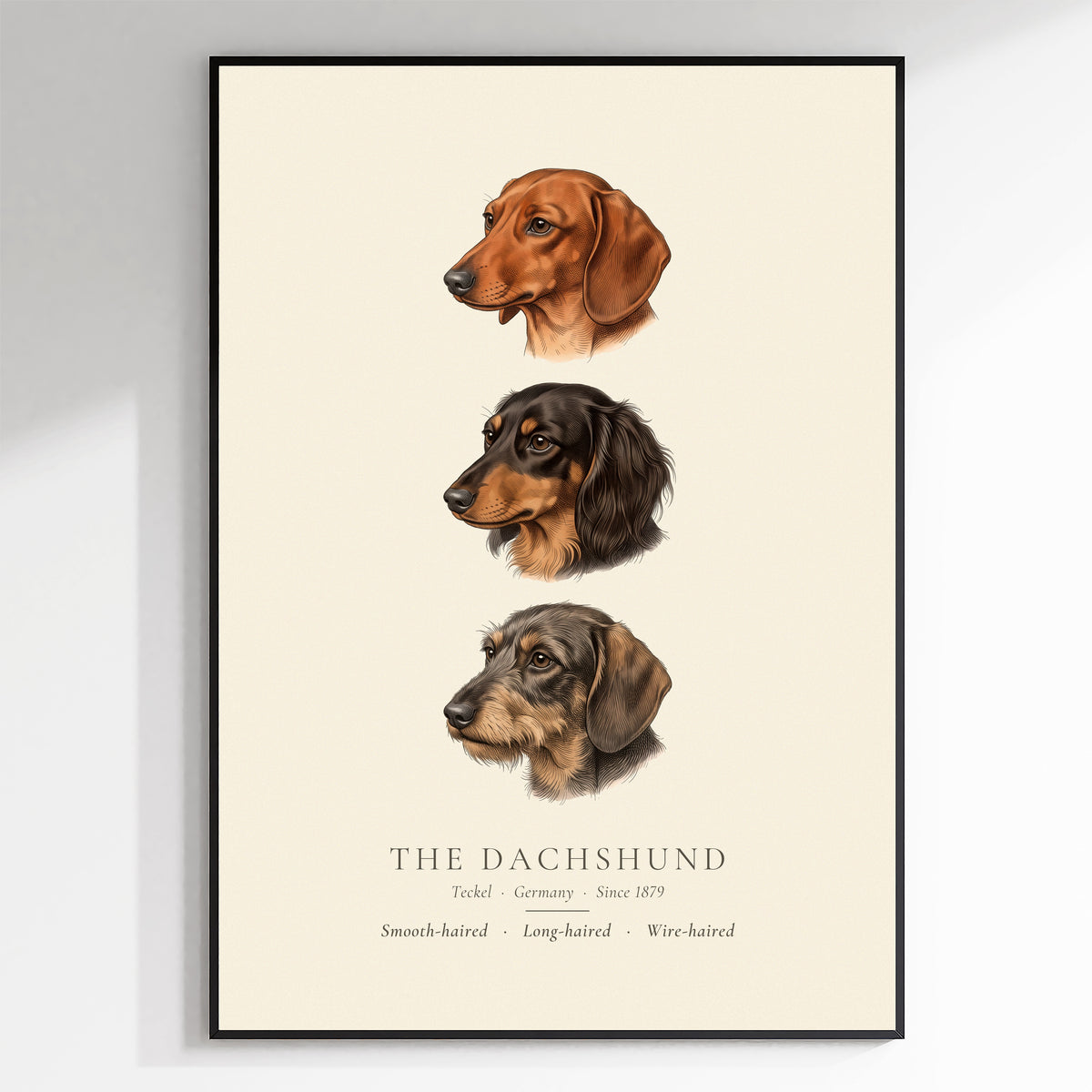 Dachshund Three Coats Coloured Plate - The Kennel Book