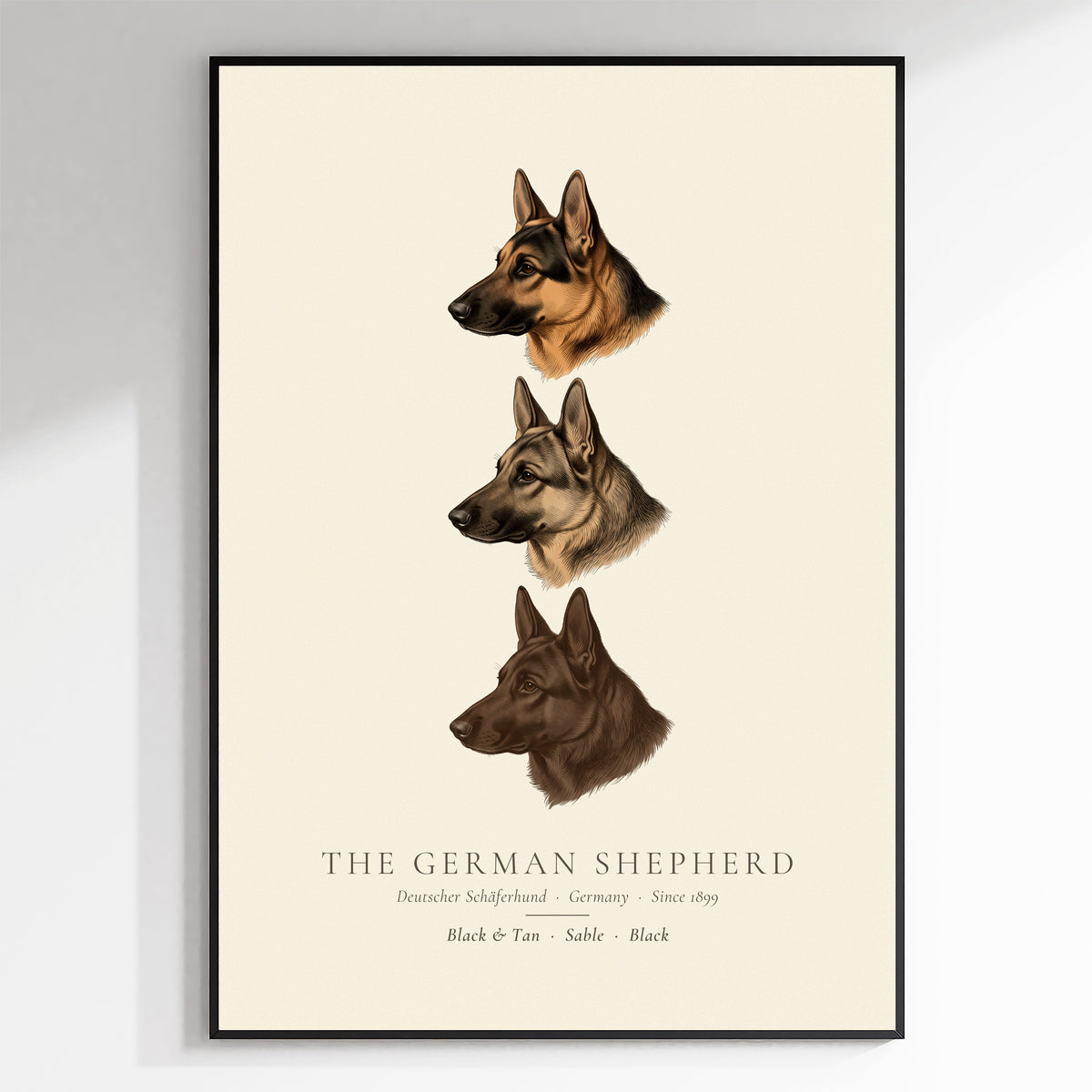 German Shepherd three colours plate, black and tan, sable and black head studies, The Kennel Book - framed view