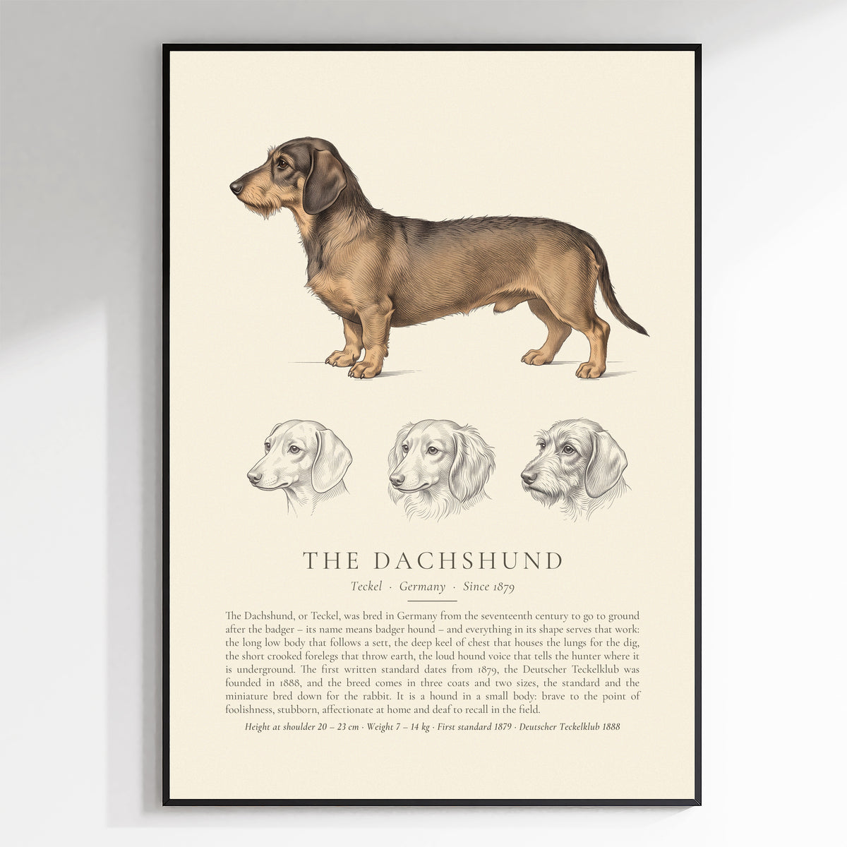 Wire-haired Dachshund Plate - The Kennel Book