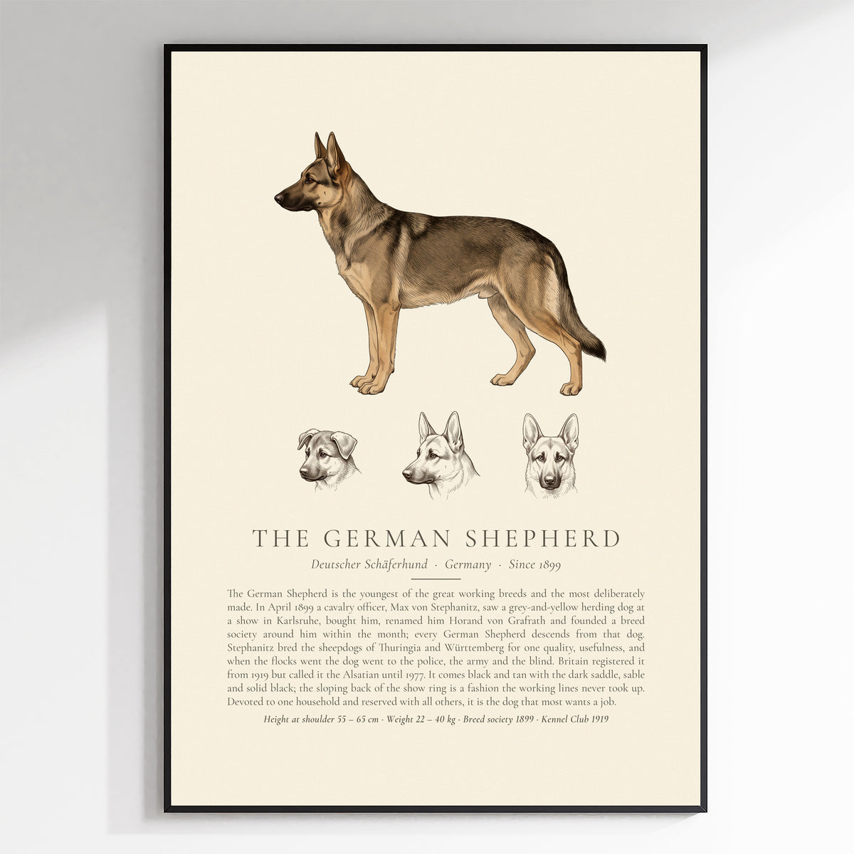Sable German Shepherd breed plate with three ink head studies, The Kennel Book - framed view