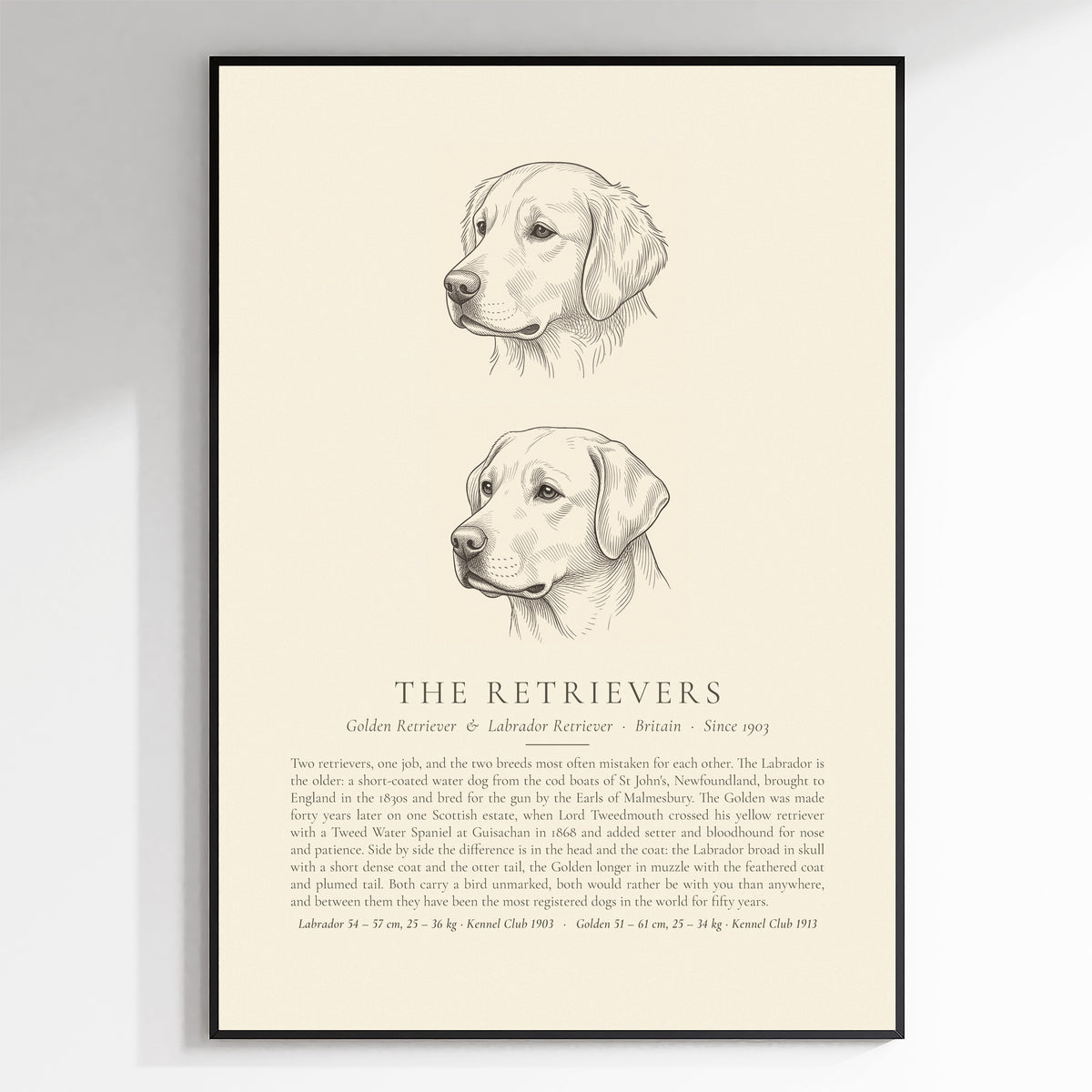The Retrievers plate, Golden Retriever and Labrador Retriever head studies, The Kennel Book - framed view