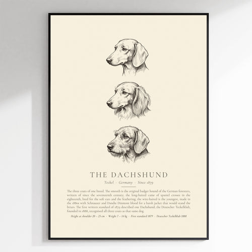 Dachshund Three Coats Ink Plate - The Kennel Book