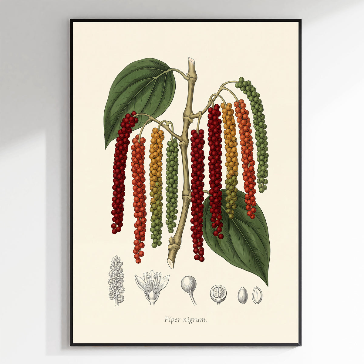 Piper Nigrum - Black Pepper, Botanical Plate