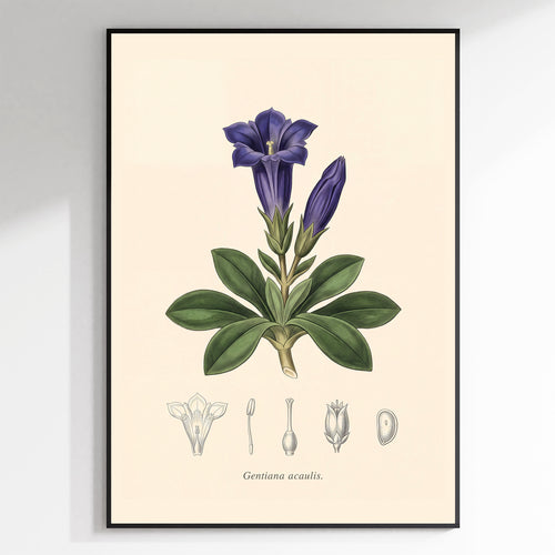 Gentiana Acaulis - Alpine Gentian, Botanical Plate