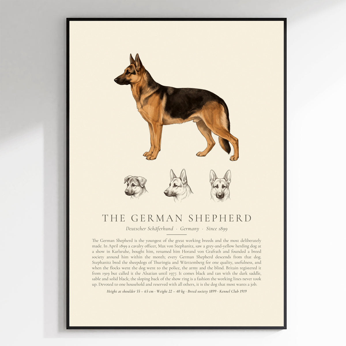 Black and tan German Shepherd breed plate with three ink head studies, The Kennel Book - framed view