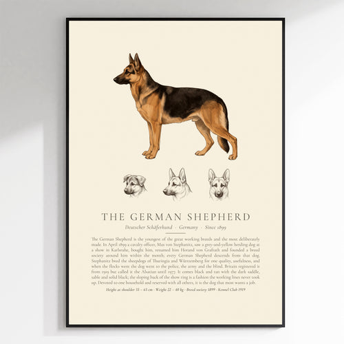 Black and tan German Shepherd breed plate with three ink head studies, The Kennel Book - framed view