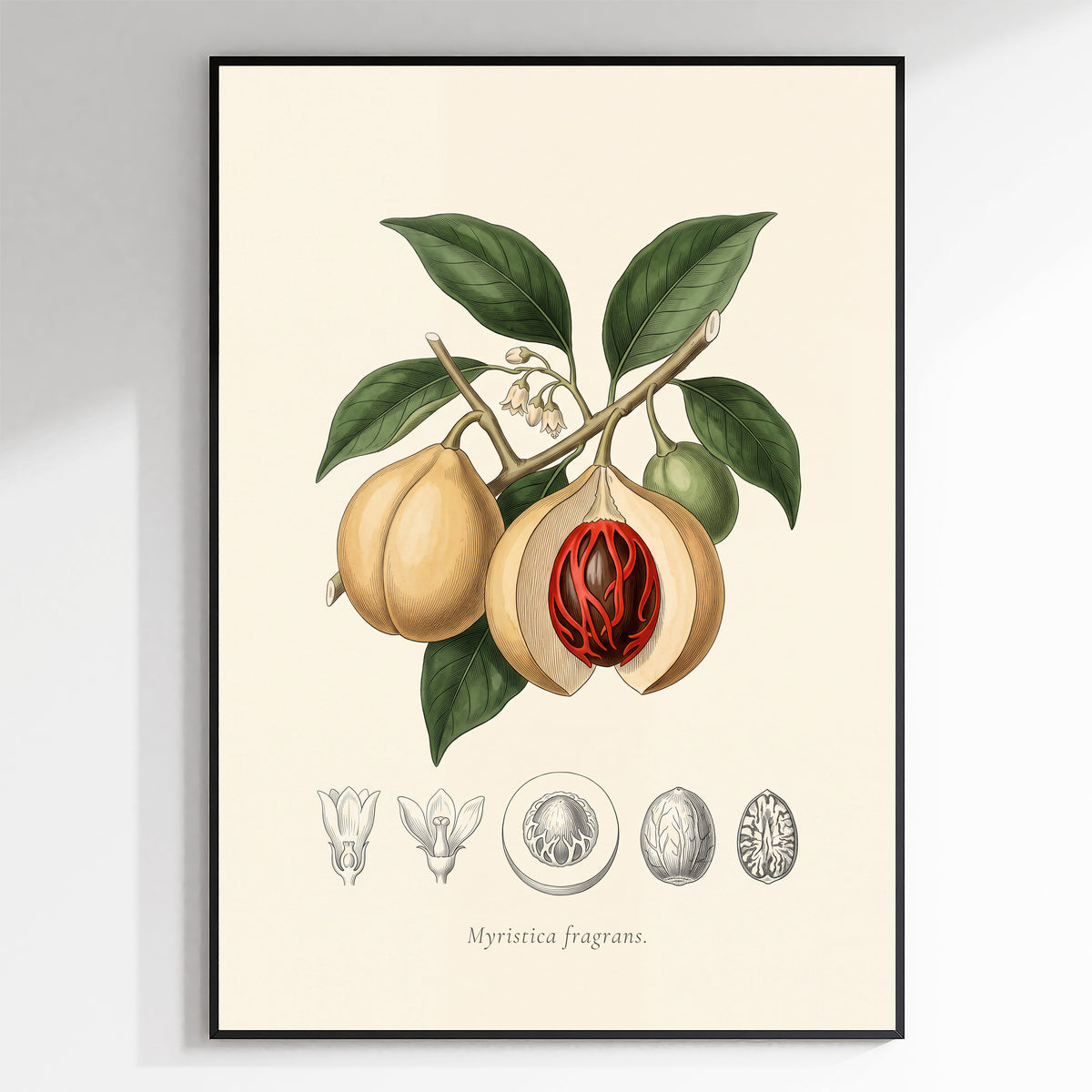 Myristica Fragrans - Nutmeg, Botanical Plate
