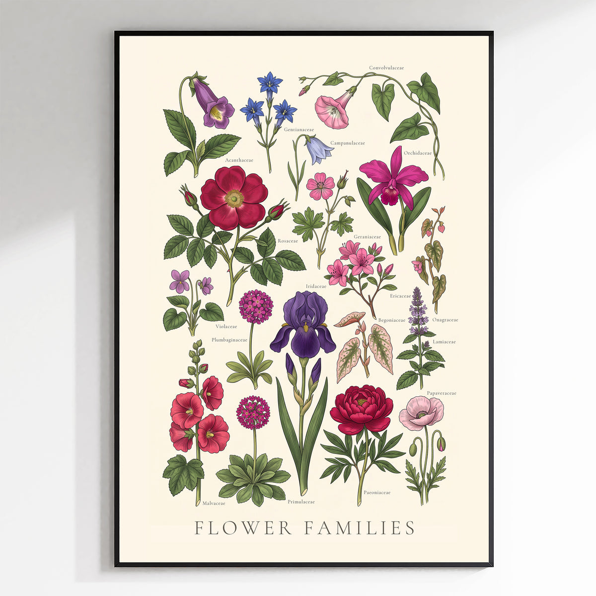 Flower Families - Botanical Chart, Sheet I