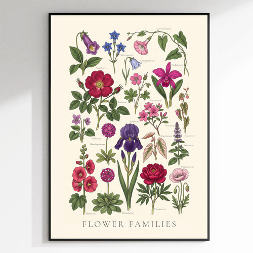 Flower Families - Botanical Chart, Sheet I