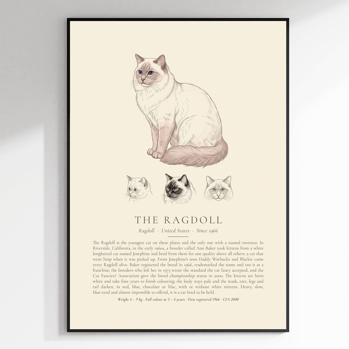 Lilac Point Ragdoll Plate - The Kennel Book