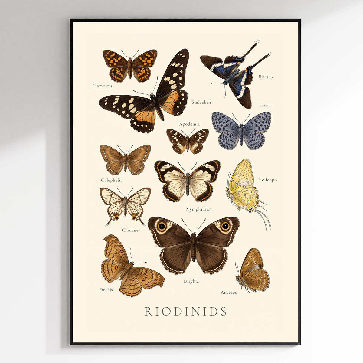 Riodinids — Butterfly Chart poster