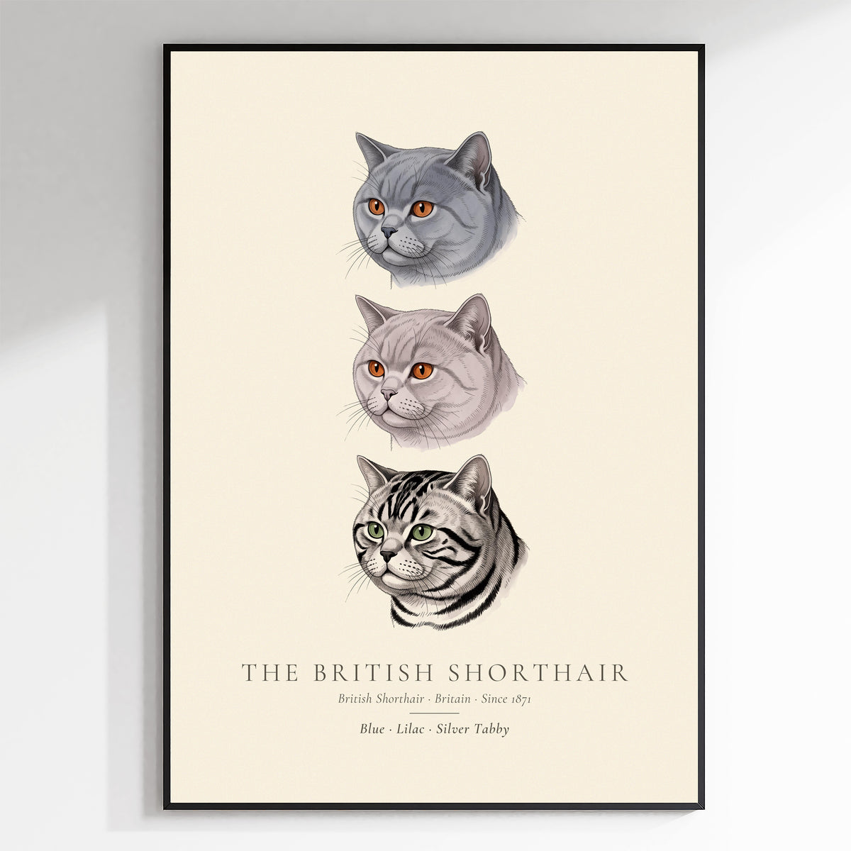 British Shorthair Three Colours Plate - The Kennel Book