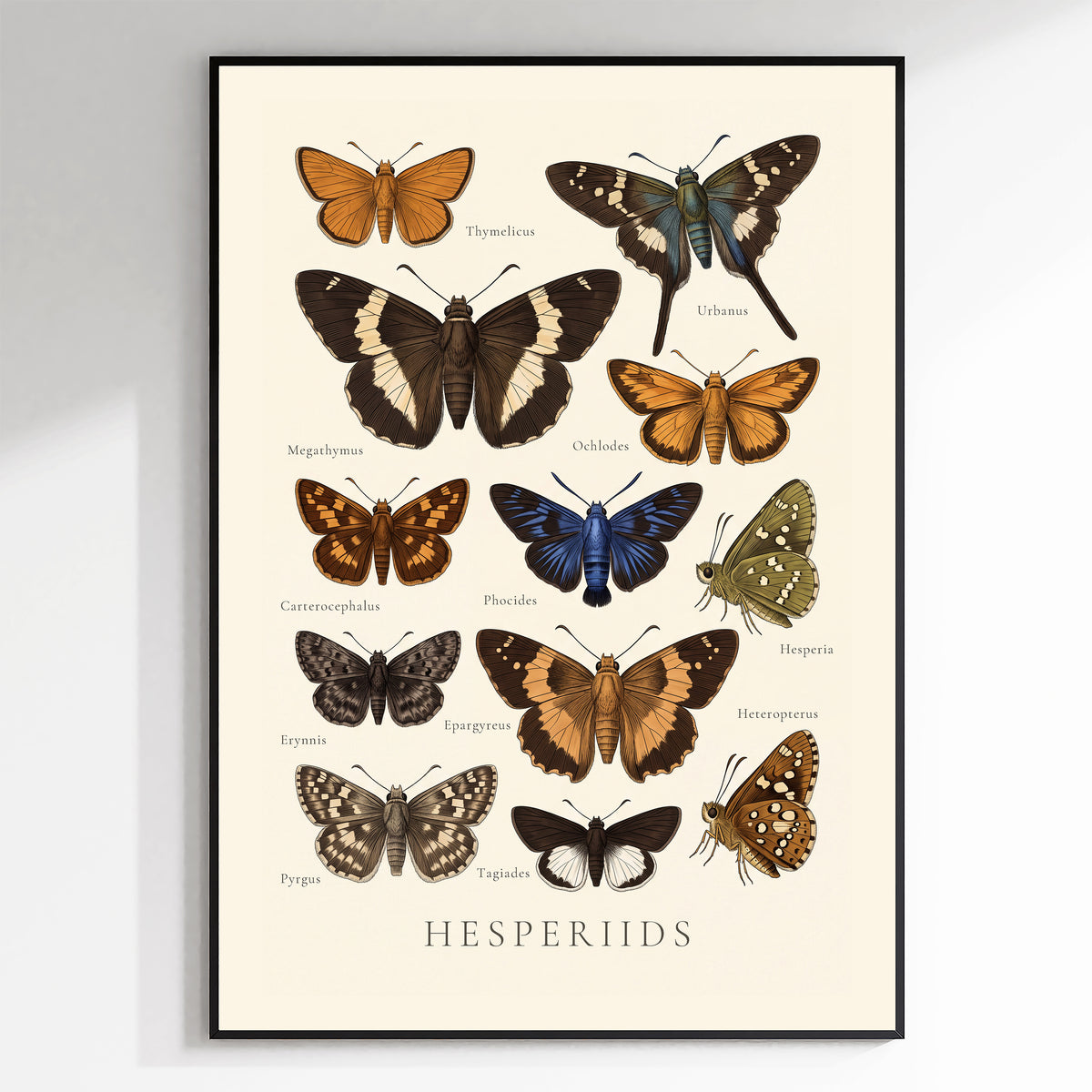 Hesperiids — Butterfly Chart poster