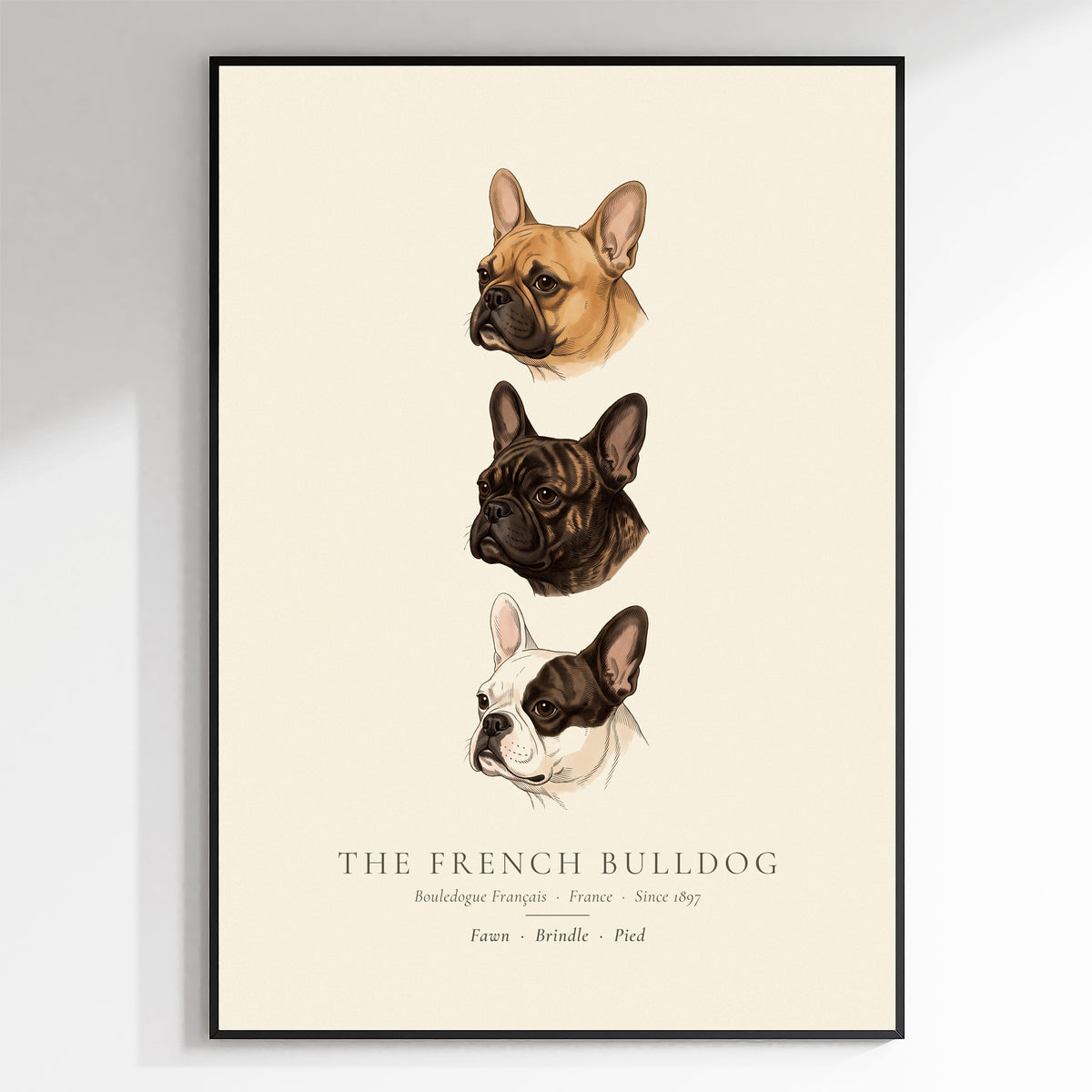 French Bulldog Three Colours Plate - The Kennel Book