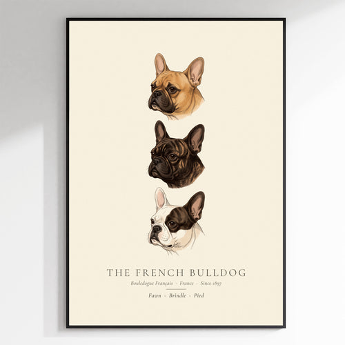 French Bulldog Three Colours Plate - The Kennel Book