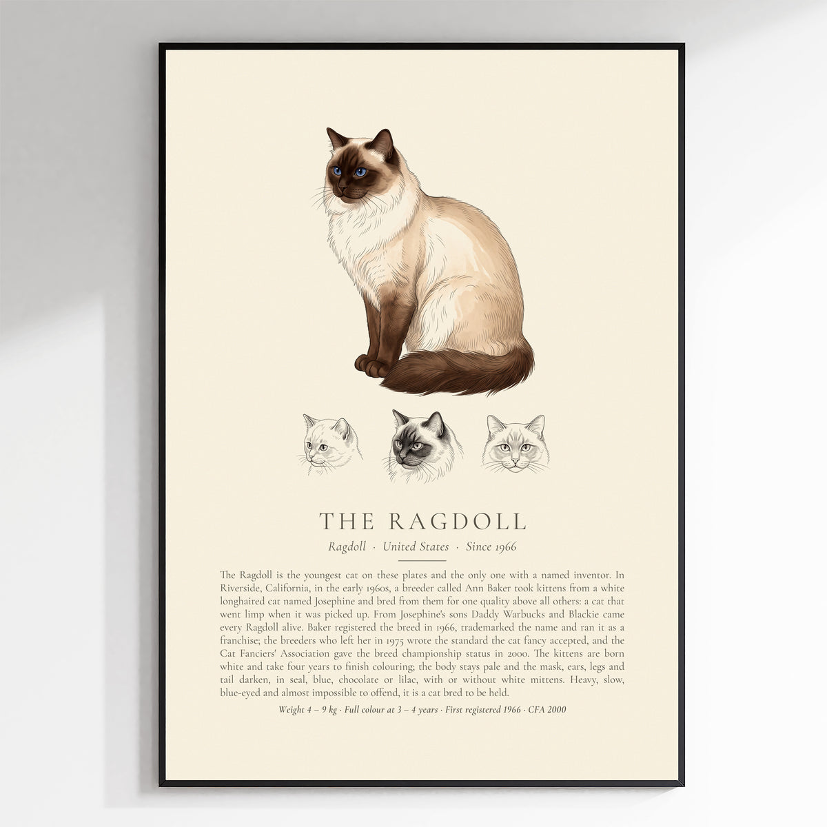 Seal point Ragdoll breed plate with three ink head studies, The Kennel Book