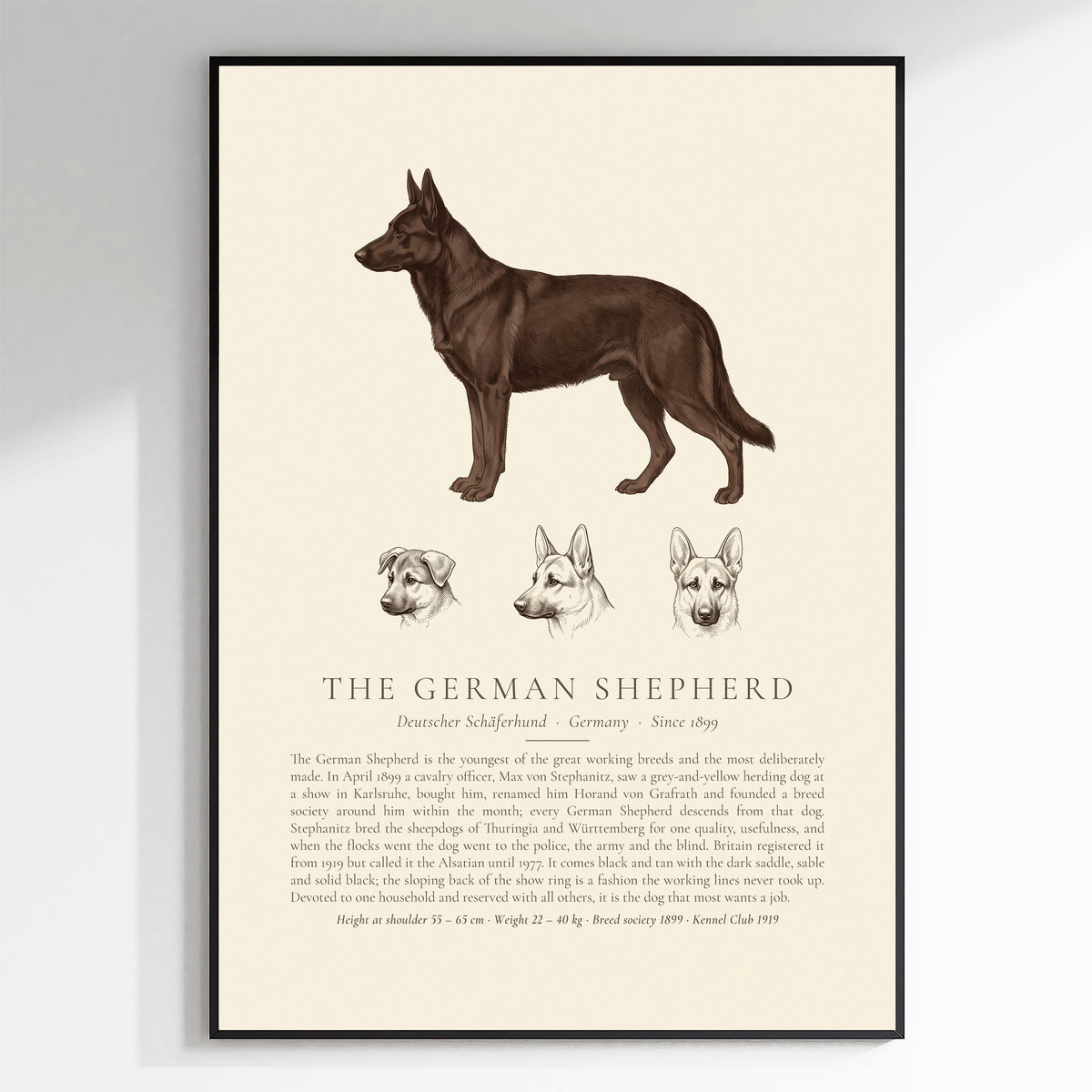 Black German Shepherd breed plate with three ink head studies, The Kennel Book - framed view