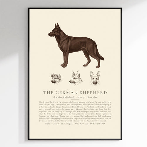 Black German Shepherd breed plate with three ink head studies, The Kennel Book - framed view
