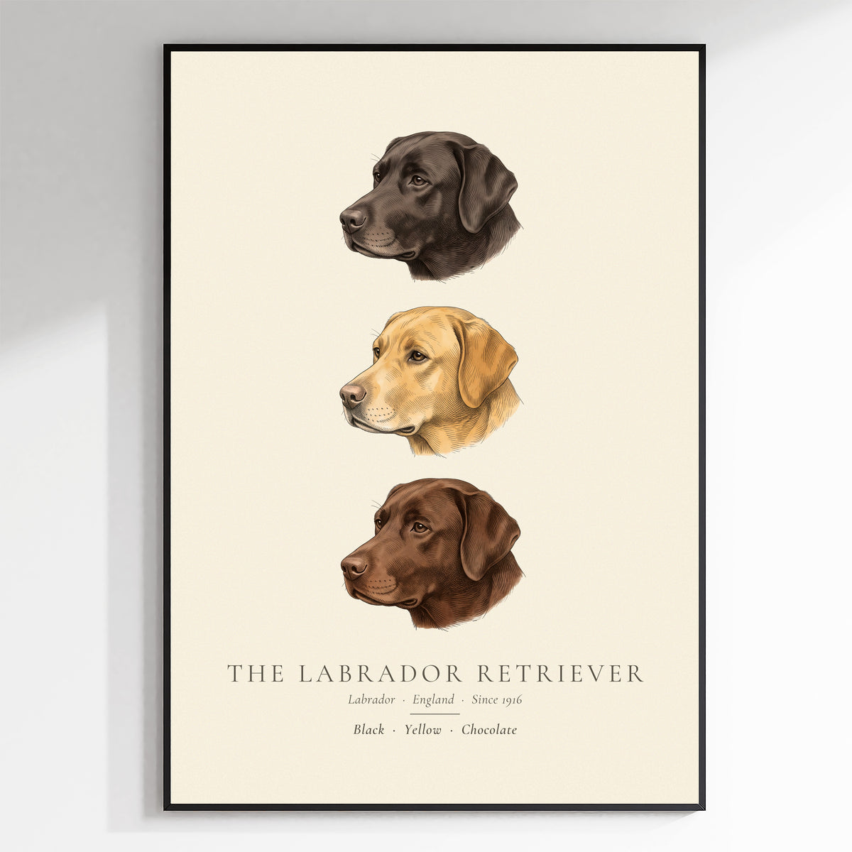Labrador Retriever Three Colours Plate - The Kennel Book