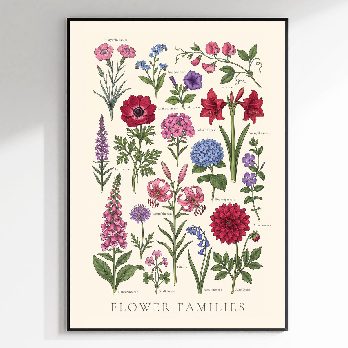 Flower Families - Botanical Chart, Sheet II