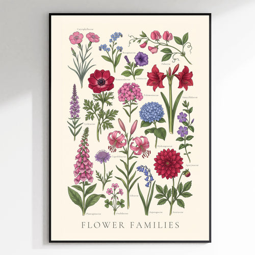 Flower Families - Botanical Chart, Sheet II