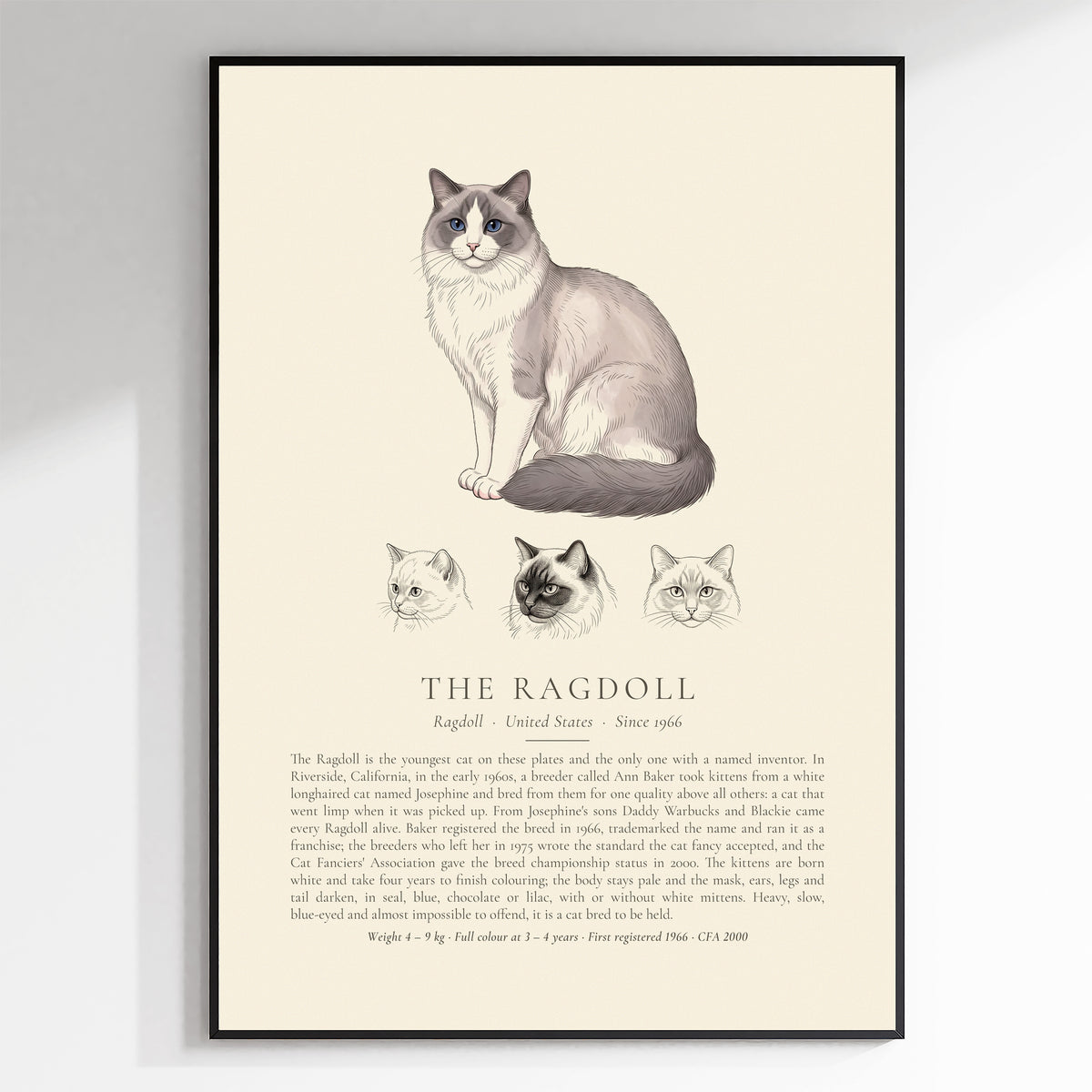 Blue Bicolour Ragdoll Plate - The Kennel Book
