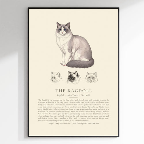 Blue Bicolour Ragdoll Plate - The Kennel Book