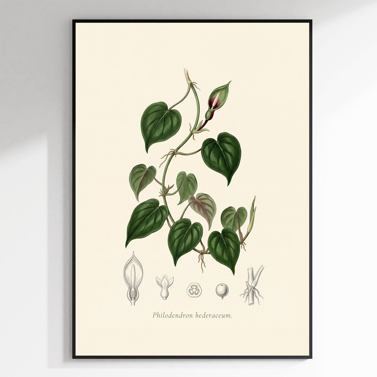 Heartleaf philodendron botanical plate, antique engraving style, Philodendron hederaceum - framed view