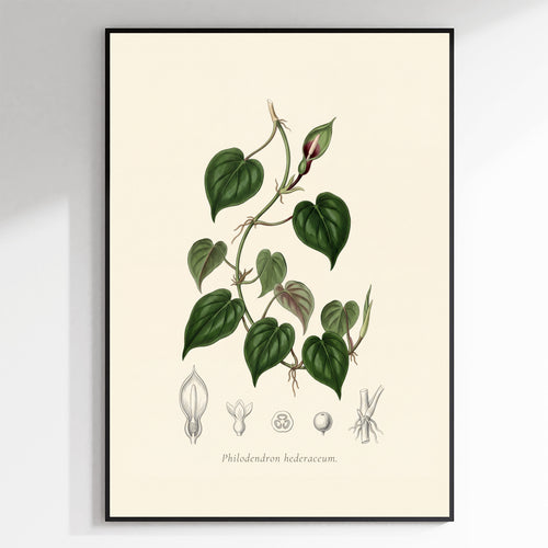 Heartleaf philodendron botanical plate, antique engraving style, Philodendron hederaceum - framed view